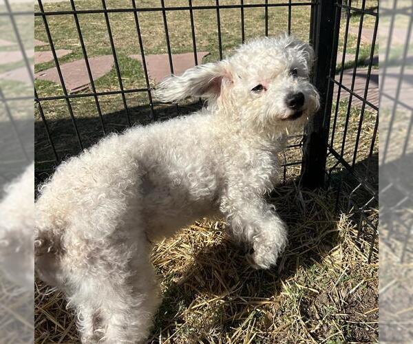 Medium Photo #1 Poodle (Miniature)-Unknown Mix Puppy For Sale in San Antonio, TX, USA