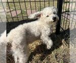Small Poodle (Miniature) Mix