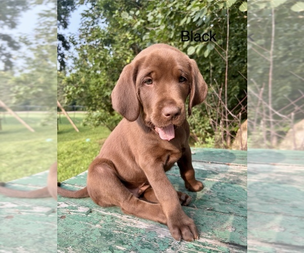 Medium Photo #57 Labrador Retriever Puppy For Sale in STANLEY, WI, USA