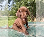 Puppy Black Labrador Retriever