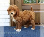 Small #1 Goldendoodle (Miniature)