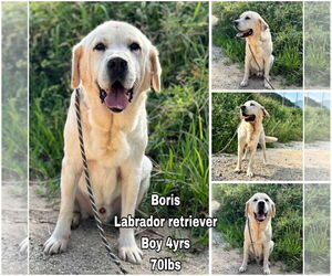 Labrador Retriever Dogs for adoption in Seattle, WA, USA