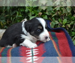 Puppy Nosy Border Collie