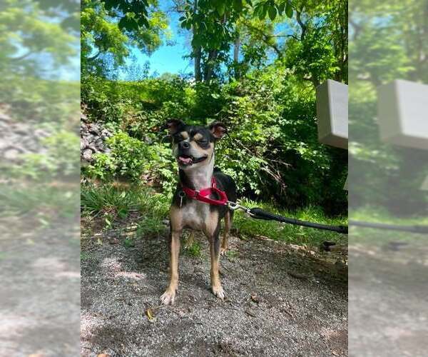Medium Photo #3 Chihuahua-Unknown Mix Puppy For Sale in Candler, NC, USA