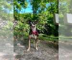 Small #2 Chihuahua Mix