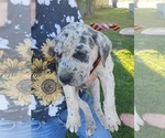 Small Photo #5 Daniff-Neapolitan Mastiff Mix Puppy For Sale in MONTEVIEW, ID, USA