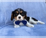 Small #7 Cavalier King Charles Spaniel