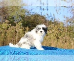 Small #22 ShihPoo