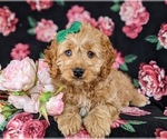 Small Photo #7 Cocker Spaniel-Poodle (Miniature) Mix Puppy For Sale in NEW HOLLAND, PA, USA