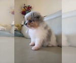 Small #3 Pomeranian