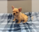 Image preview for Ad Listing. Nickname: Harley