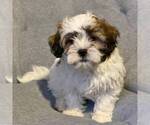 Small Photo #3 Shih-Poo Puppy For Sale in MIDDLESEX, NY, USA