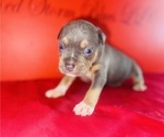 Small #1 American Bully