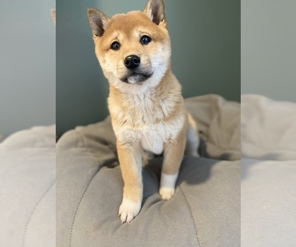 Medium Photo #6 Shiba Inu Puppy For Sale in MONETT, MO, USA