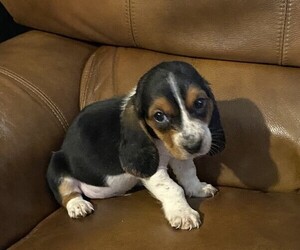 Basset Hound Puppy for sale in MCALESTER, OK, USA