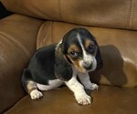 Image preview for Ad Listing. Nickname: SMALLS