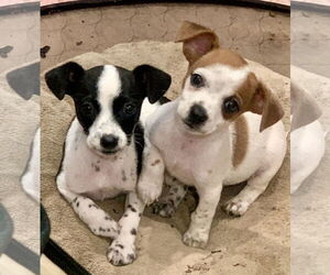 Chihuahua-Unknown Mix Dogs for adoption in Santa Clarita, CA, USA