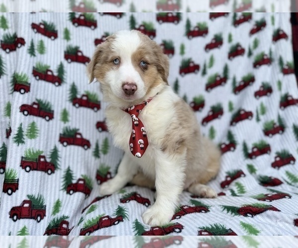Medium Photo #1 Miniature Australian Shepherd Puppy For Sale in LAKELAND, FL, USA