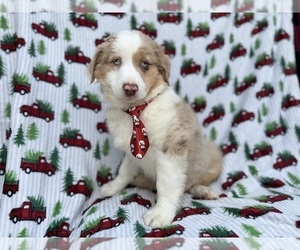 Miniature Australian Shepherd Puppy for sale in LAKELAND, FL, USA