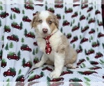 Small Miniature Australian Shepherd