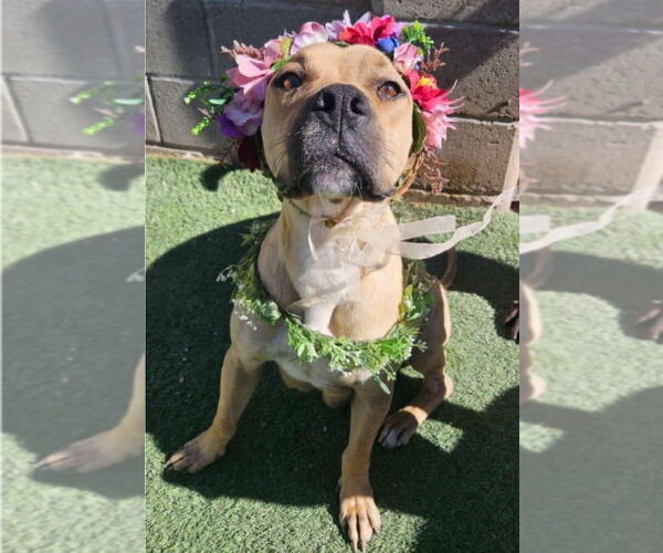 Medium Photo #4 Mutt Puppy For Sale in Lakewood, CO, USA