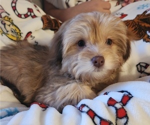 Maltipoo-ShihPoo Mix Puppy for sale in LELAND, NC, USA