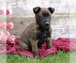 Small #3 Belgian Malinois