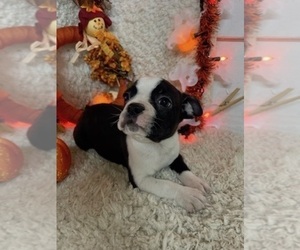 Boston Terrier Puppy for sale in CRKD RVR RNCH, OR, USA