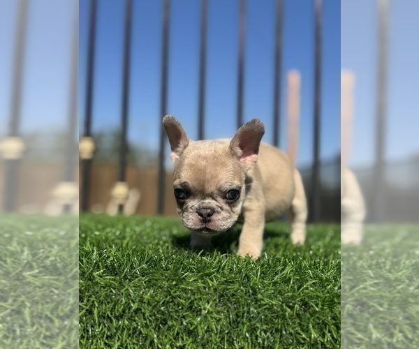 Medium Photo #28 French Bulldog Puppy For Sale in TULSA, OK, USA