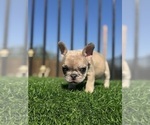 Small #27 French Bulldog