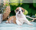 Puppy Chloe English Bulldog