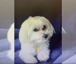 Small Photo #1 Maltipoo Puppy For Sale in EPHRATA, WA, USA