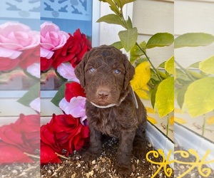 Goldendoodle Puppy for sale in SAFFORD, AZ, USA