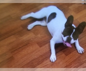 French Bulldog Dog for Adoption in PANAMA CITY BEACH, Florida USA