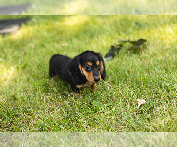 Medium Photo #16 Dachshund Puppy For Sale in MILFORD, IN, USA