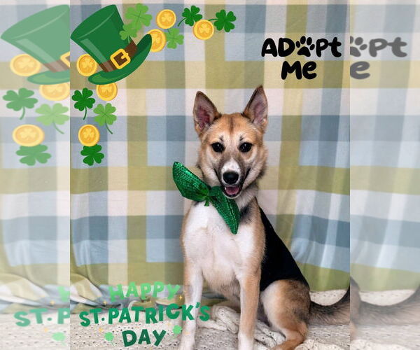 Medium Photo #5 Siberian Husky-Unknown Mix Puppy For Sale in Pleasanton, TX, USA