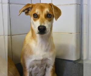 Labrador Retriever Dogs for adoption in San Antonio, TX, USA