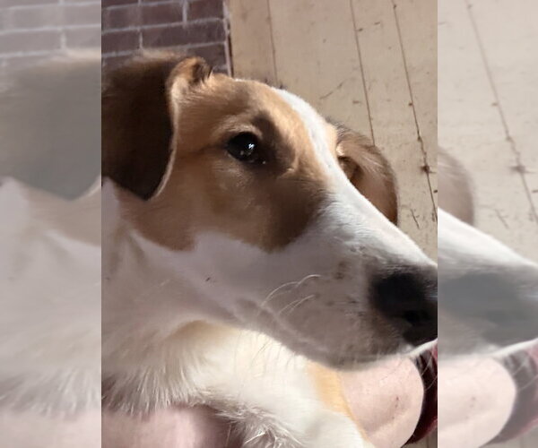 Medium Photo #2 Collie-Dalmatian Mix Puppy For Sale in Aurora, IN, USA