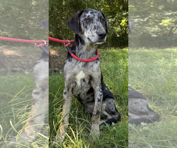 Medium Photo #1 Catahoula Leopard Dog-Unknown Mix Puppy For Sale in Wetumpka, AL, USA