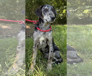 Catahoula Leopard Dog-Unknown Mix Dogs for adoption in Wetumpka, AL, USA