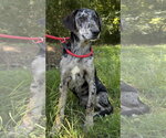Small Catahoula Leopard Dog Mix