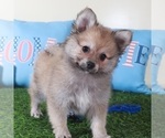 Small #1 Pomeranian