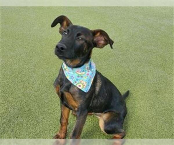 Medium Photo #1 Doberman Pinscher-German Shepherd Dog Mix Puppy For Sale in Placerville, CA, USA