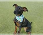 Small Doberman Pinscher-German Shepherd Dog Mix