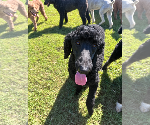 Medium Photo #4 Poodle (Standard) Puppy For Sale in Pacolet, SC, USA