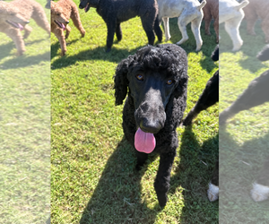 Timmy Oct 26 - Male Poodle (Standard) Dog for Adoption - Photo #4