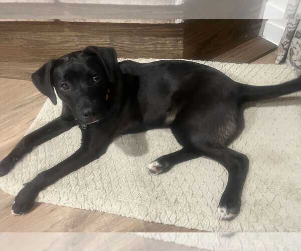 Medium Photo #2 American Pit Bull Terrier-Labrador Retriever Mix Puppy For Sale in Princeton, MN, USA