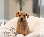 Small #3 French Bulldog-Goldendoodle Mix