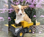 Small #2 Pembroke Welsh Corgi
