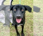 Small #4 Labrador Retriever Mix